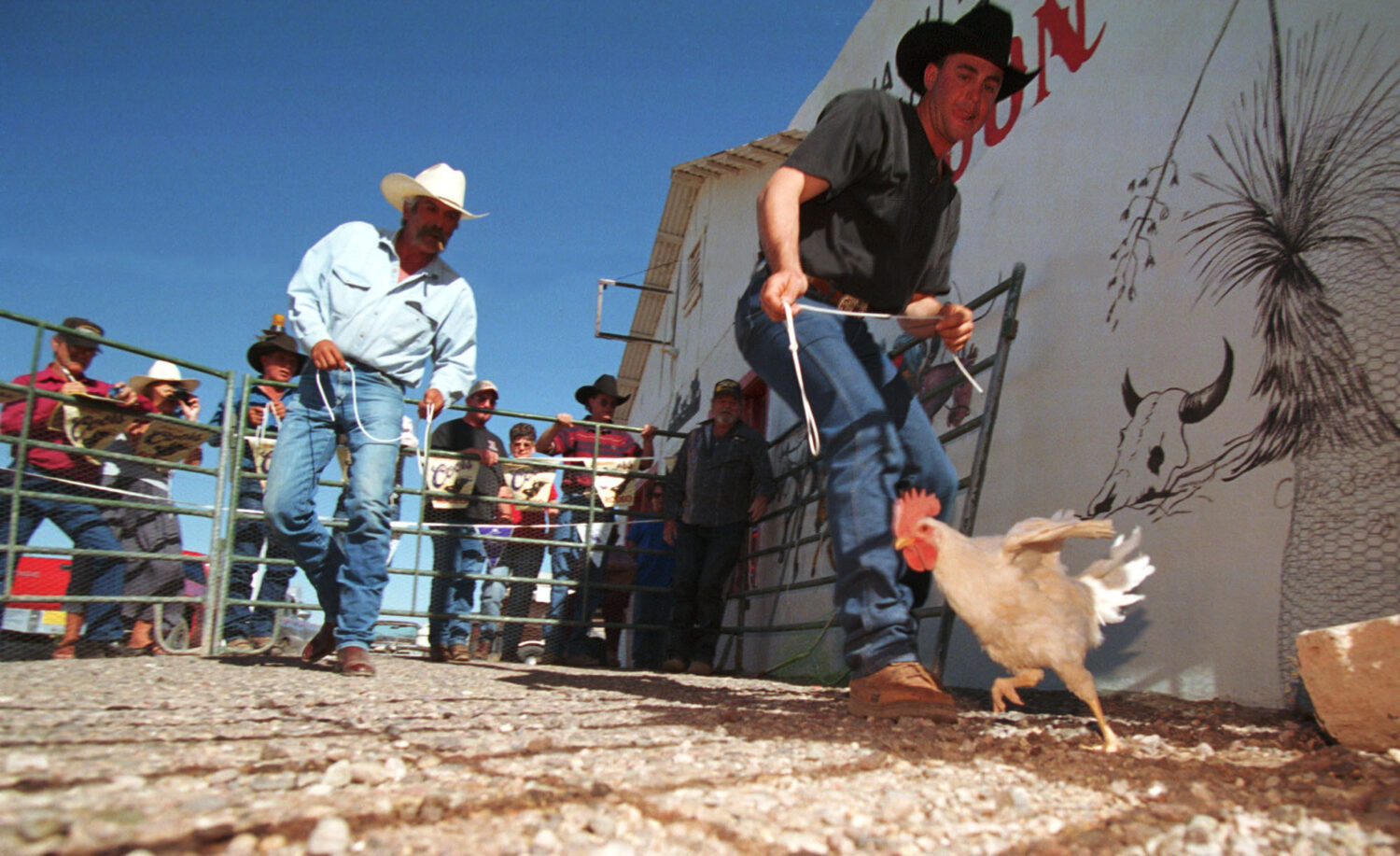 Chicken Leg Rodeo Could Chicken Roping Be Colorado's Next Entertainment Fad Like Axe ...