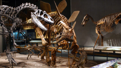 Denver Museum of Nature and Science