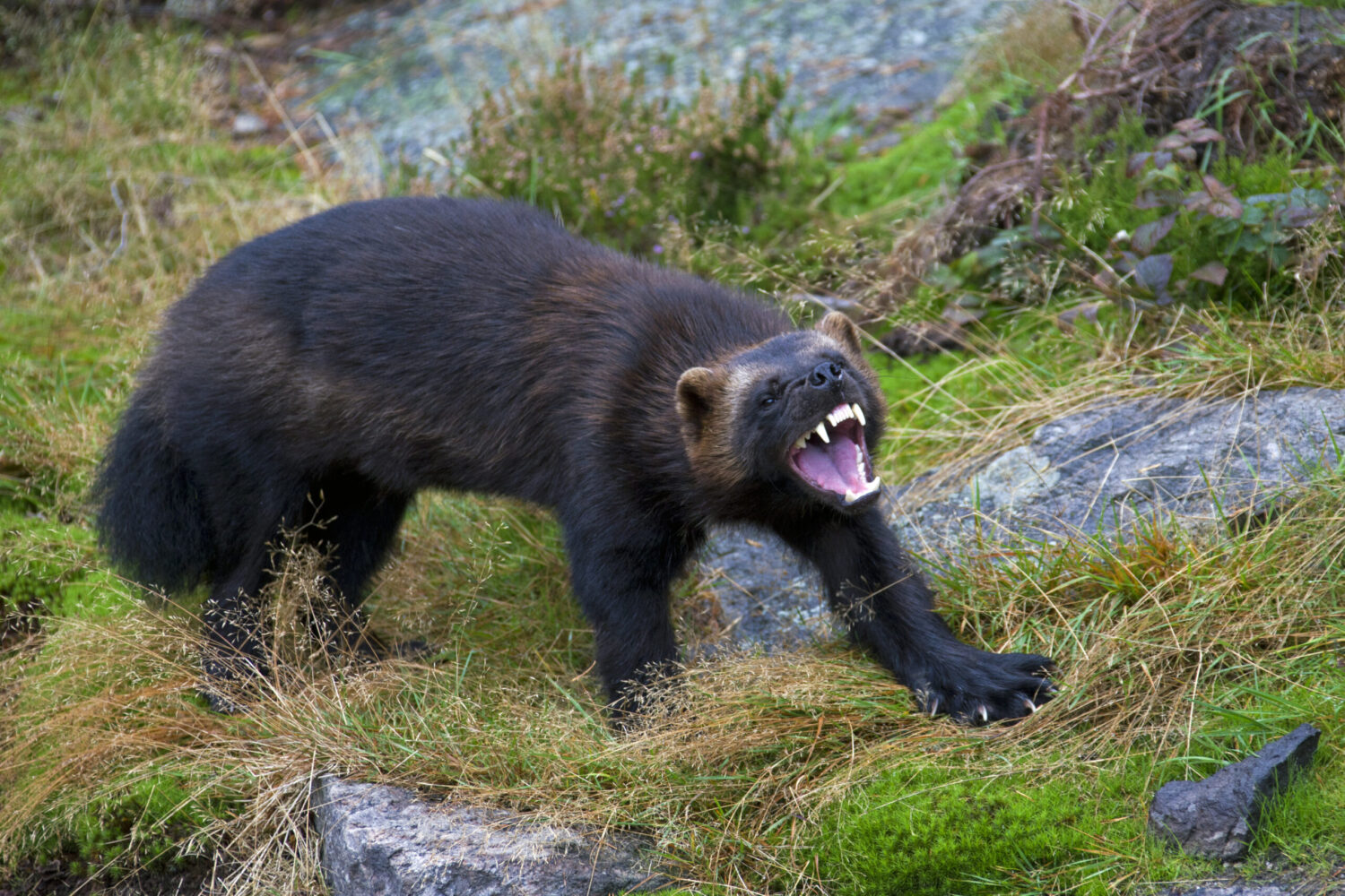 That's Wolverines It's official, wolverines will be reintroduced in Colorado - 98.5 KYGO