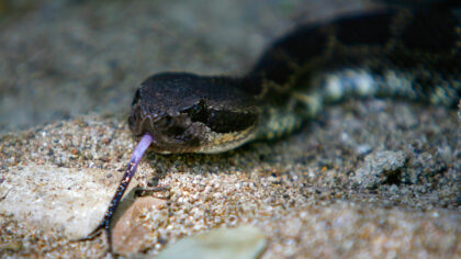 Rattlesnake