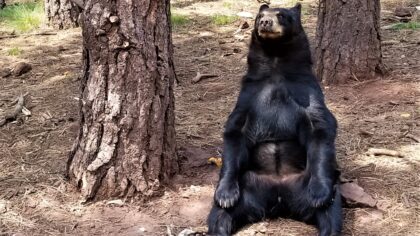 Fury guest found at Ren Fest.