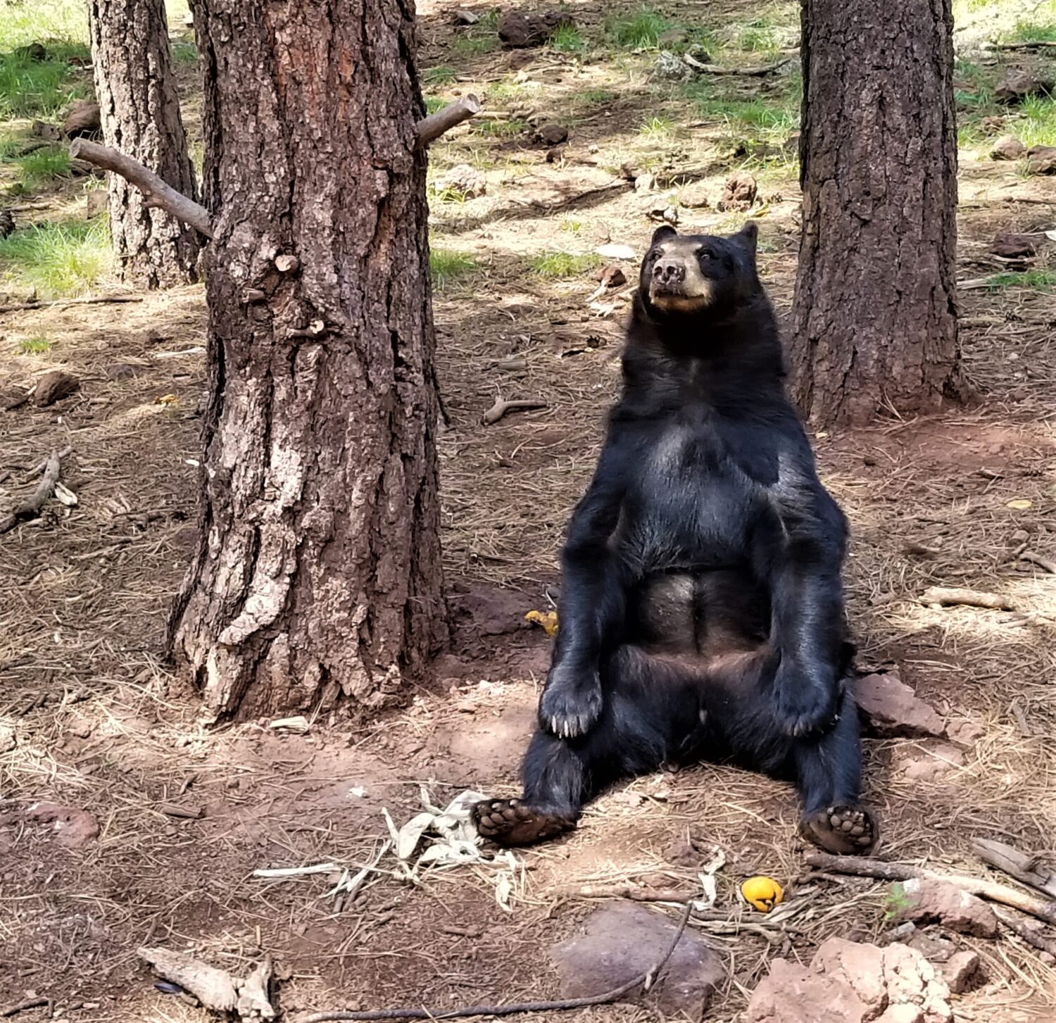 Fury guest found at Ren Fest....