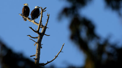 Bald Eagles