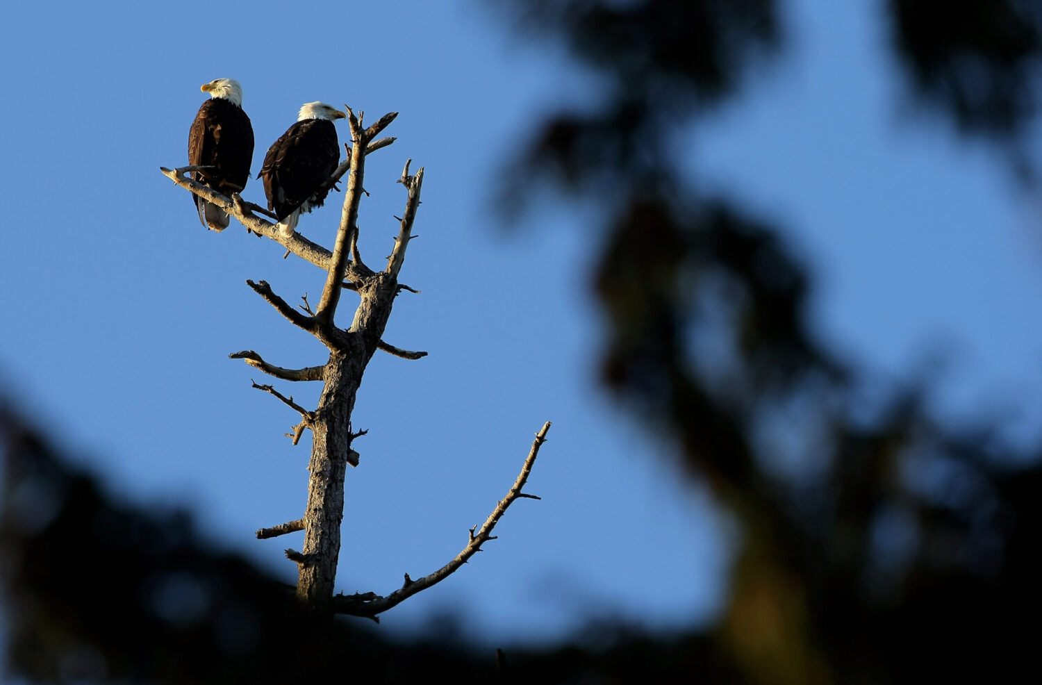 Bald Eagles...