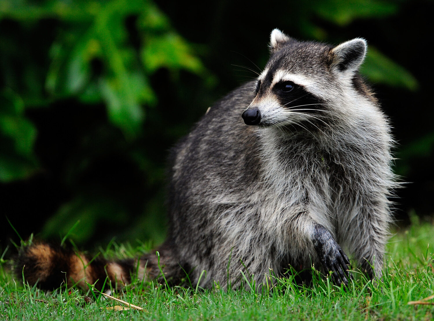 Disease that causes 'glowing green eyes' spreading among Colorado's ...