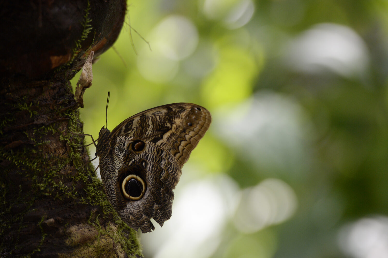 (Photo by Seth McConnell/The Denver Post via Getty Images)...