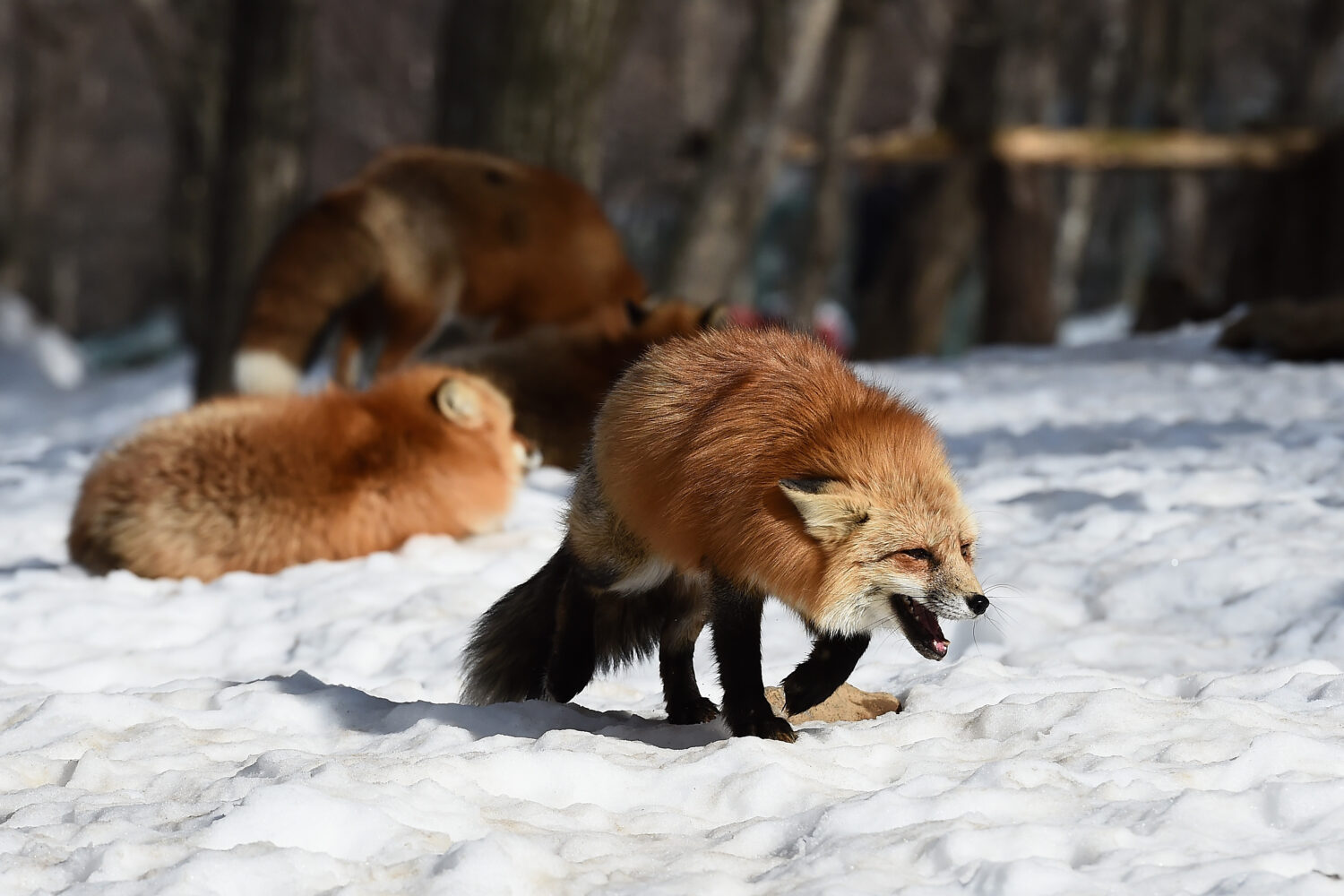SHIROISHI, JAPAN - JANUARY 21:  A foxes are seen in the snow at the Zao Fox Village on January 21, ...